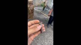 Lizard hangs from person's earlobe like an earring in Vietnam