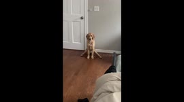 Dog caught sitting in a funny squat position in Edmond, Oklahoma, USA