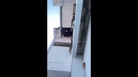 Owls gather on house ceiling in Cirebon, Indonesia