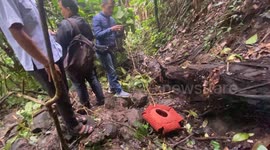 Indonesian locals stumble across rare flower that smells like rotting flesh