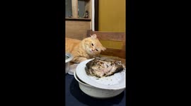 Cat struggles to resist fish on the table in Bohol, Philippines