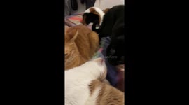 Cat smacks another cat awake in Madrid, Spain