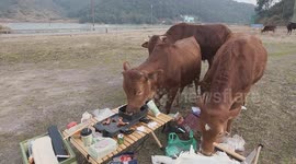 Woman's BBQ hijacked by greedy cows as herd devour food whilst she watches on