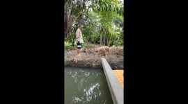 Pet dog too scared to walk across concrete beam bridge