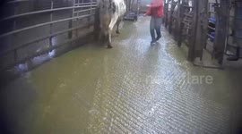 Staff filmed beating cows on farm that supplies UK's biggest milk producer