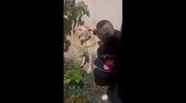 Policeman comforts lost dog by roadside in China