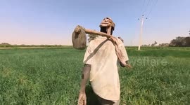 Sudan: Farmers in Sudan struggle to sustain wheat production amid ongoing conflict