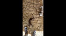 Adorable baby goat that yells when picked up racks up 26m views on TikTok