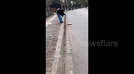 Carefree cat becomes campus star for sleeping on busy road at university in China