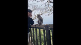 Playful monkey gently grooms hiker's hair in Taiwan