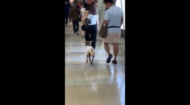 Family take pet goat for a walk through shopping mall