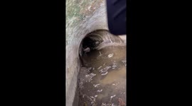 Soldier crawls through muddy storm drain to save six puppies