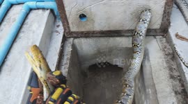 Python stuck in manhole cover rescued by firemen in Thailand