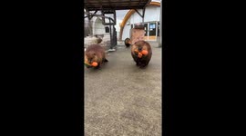 Beavers Bringing Their Vegetables Home