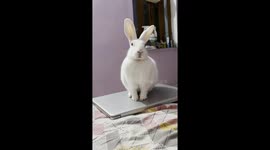 Rabbit Sits On Laptop