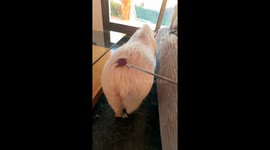 Scratching Roxy The Pig's Rump