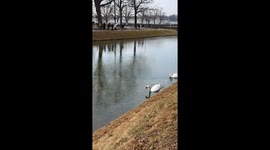 Swan Clears Path of Ice For Mate