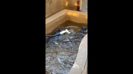 Beaver Takes A Bath