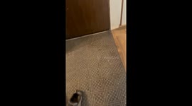 Tuxedo Cat Chills On Basement Steps