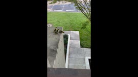 Brave goslings jump from 2nd-story balcony to follow their mother