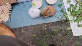 Bunnies Play Tug of War