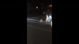 Rumbling Raccoons Hold Up Traffic