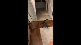 Cat vs. mirror: The ultimate showdown