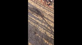 Tourists save giant stingray on beach in Phuket