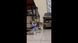 Thirsty kitten carries empty milk bottle to owner when she wants drink