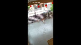 Four Chihuahuas bark at terrified deliveryman as he drops huge parcel