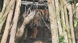 Sumatran tigers evacuate to avoid conflict with humans.Veterinarian and Natural Resources Conservation Agency (BKSDA) staffs evacuate wild Sumatran tiger (Panthera tigris sumatrae) in Agam District, West Sumatra Province on March 12, 2025.