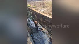 Social organisation resqued a cow has fallen in the drain in Shahdol, Madhya Pradesh