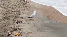 A seagull tries to eat a piece of soft rubber that appears to look like a fish on the Lido di Ostia seafront in Rome.