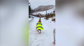 Goose gets hi-vis jacket to keep flock safe