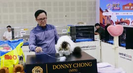 Cats of all shapes and sizes on display at pet show in Thailand