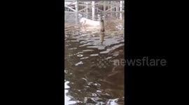 Australia: Gold Coast Dogs Play in Floodwater After Cyclone Alfred