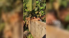 India: Crocodile lurking near residential area, relocated to safety