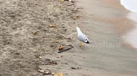 A seagull tries to eat a piece of soft rubber that appears to look like a fish on the Lido di Ostia seafront in Rome.