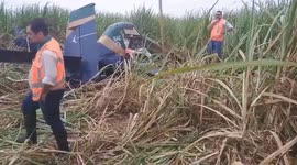 Pilot killed when agricultural plane crashes in sugar cane field in Brazil