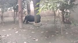 Zoo slammed after footage of insanely obese black panther emerges