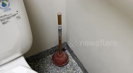 Florida man finds lizard in bathroom before catching and releasing it