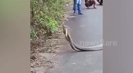 Cobras entangled in a mating ritual on road in Indonesia