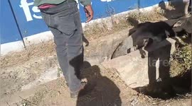 Cow stuck upside down in drain is rescued by locals in India