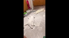 Fluffy pet cats stretch out on the ground to relax