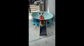 Corgi falls while trying to climb into paddling pool