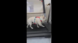 Chubby pet dog and rotund owner work out together on treadmill