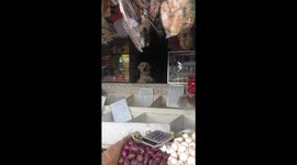 Pet dog sits patiently at shop counter waiting for customers