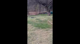 Tuxedo Kitten Hunts Wild Water