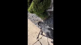 My Dog Has Many… Quirks…