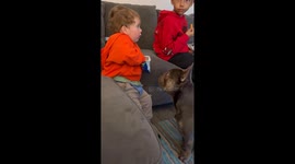 Snack time shenanigans: Toddler shares crisps with patient pup
